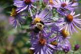 Aster